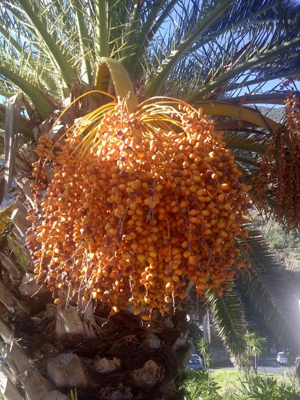 Kurma Barhi: Satu-satunya Kurma yang Dimakan di Tiga Tahap